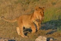 Lion cub playing Royalty Free Stock Photo