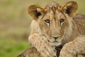 Lion cub portrait