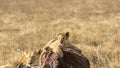 Lion cub, resting on carcass of wildebeest Royalty Free Stock Photo