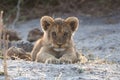 Lion cub resting Royalty Free Stock Photo