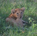 Lion cub resting on the plains. Royalty Free Stock Photo