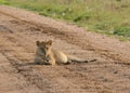 Lion cub resting in road Royalty Free Stock Photo