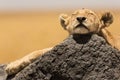 Lion cub resting Royalty Free Stock Photo