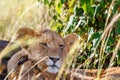 Lion cub resting in the shade Royalty Free Stock Photo