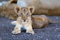 Lion cub in riverbed Royalty Free Stock Photo