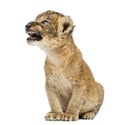 Lion cub roaring, sitting, isolated Royalty Free Stock Photo