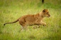 Lion cub runs through grass lifting forepaws Royalty Free Stock Photo