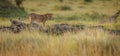 Lion cub on Safari Royalty Free Stock Photo