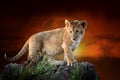 Lion cub on savanna landscape background and Mount Kilimanjaro at sunset Royalty Free Stock Photo