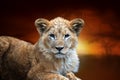 Lion cub on savanna landscape background and Mount Kilimanjaro at sunset Royalty Free Stock Photo