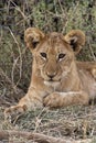 Lion cub - Savuti - Botswana Royalty Free Stock Photo