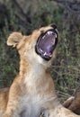 Lion cub - Savuti - Botswana Royalty Free Stock Photo