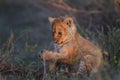 Lion cub, Serengeti