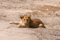 Lion cub Royalty Free Stock Photo