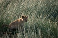 Lion cub sits watchfully in marsh grass Royalty Free Stock Photo