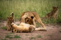 Lion cub sits watching three others fighting