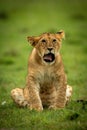 Lion cub sits yawning facing towards camera Royalty Free Stock Photo