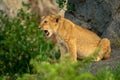 Lion cub sits yawning on rock in bushes Royalty Free Stock Photo