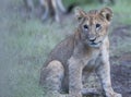 Lion cub sitting alone looking left Royalty Free Stock Photo