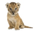 Lion cub sitting, looking at the camera, 16 days old, isolated o Royalty Free Stock Photo