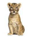 Lion cub sitting, looking at the camera, 7 weeks old, isolated Royalty Free Stock Photo