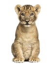 Lion cub sitting, looking at the camera, 7 weeks old, isolated Royalty Free Stock Photo