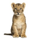 Lion cub sitting, looking at the camera, 10 weeks old, isolated Royalty Free Stock Photo