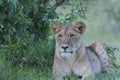Lion cub sitting looking left Royalty Free Stock Photo
