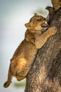 Lion cub snarls at another climbing trunk Royalty Free Stock Photo