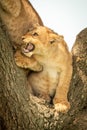 Lion cub snarls at another in tree Royalty Free Stock Photo