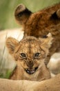 Lion cub snarls at camera beside another Royalty Free Stock Photo