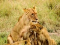 Lion cub snuggling mom Royalty Free Stock Photo