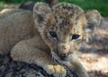 Lion cub at South Africa