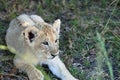 Lion Cub Royalty Free Stock Photo