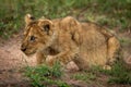 Lion cub stalks bird on sandy ground