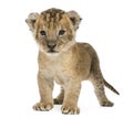 Lion cub standing, 16 days old, isolated