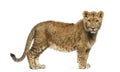 Lion cub standing and looking at the camera Royalty Free Stock Photo