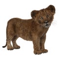 Lion cub standing and looking at the camera Royalty Free Stock Photo