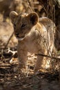 Lion cub stands with catchlights among bushes Royalty Free Stock Photo