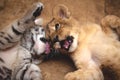 Lion cub and tiger cub play lying on the floor