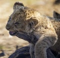 Lion cub on top of a tree branch in the African savannah of South Africa