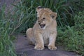 Lion Cub, tough and hiding in grass on the Serengeti Royalty Free Stock Photo