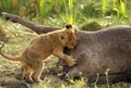 Lion cub trying to bite the kill Royalty Free Stock Photo