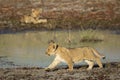 Lion cub walking at the edge of water in Savuti in Botswana Royalty Free Stock Photo