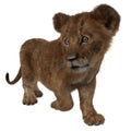 Lion cub walking and looking to the side