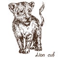 Lion cub walking portrait, hand drawn doodle Royalty Free Stock Photo