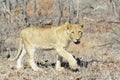 Lion cub walking between shrubs Royalty Free Stock Photo
