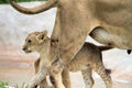 Lion cub walking under mother