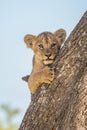 Lion cub watches camera from behind trunk