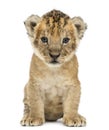 Lion cub, 4 weeks old, isolated Royalty Free Stock Photo